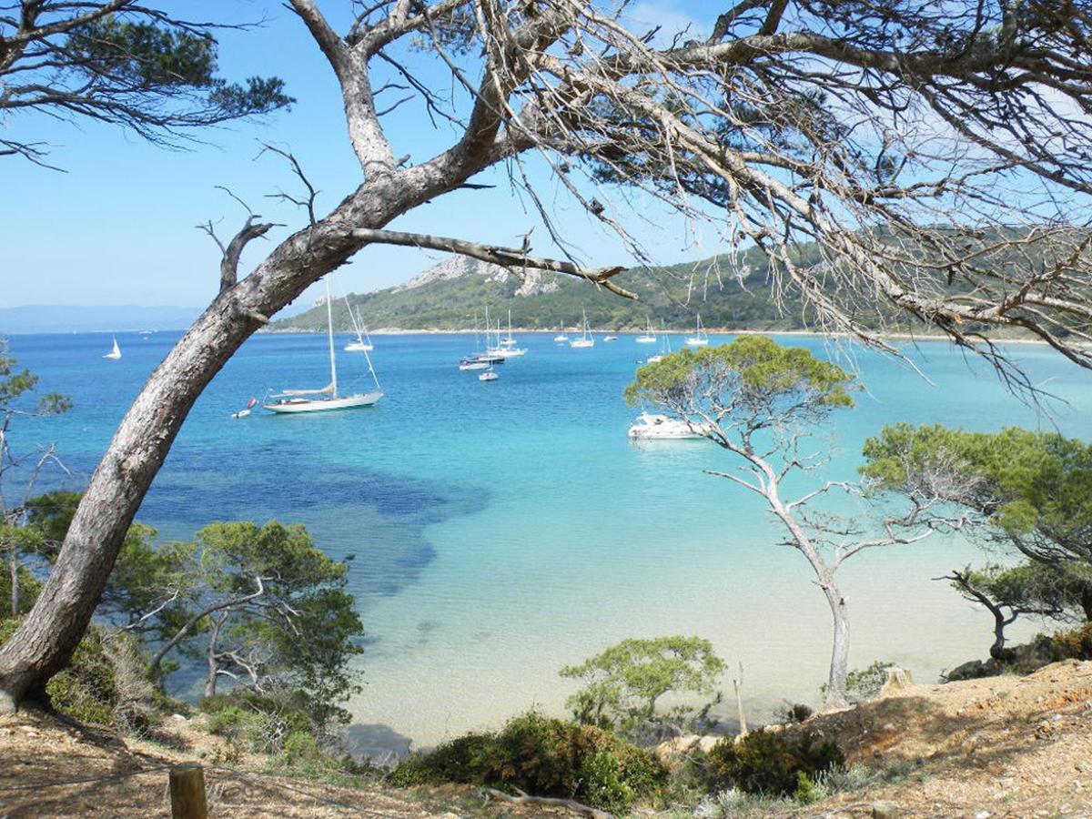 Les Eucalyptus